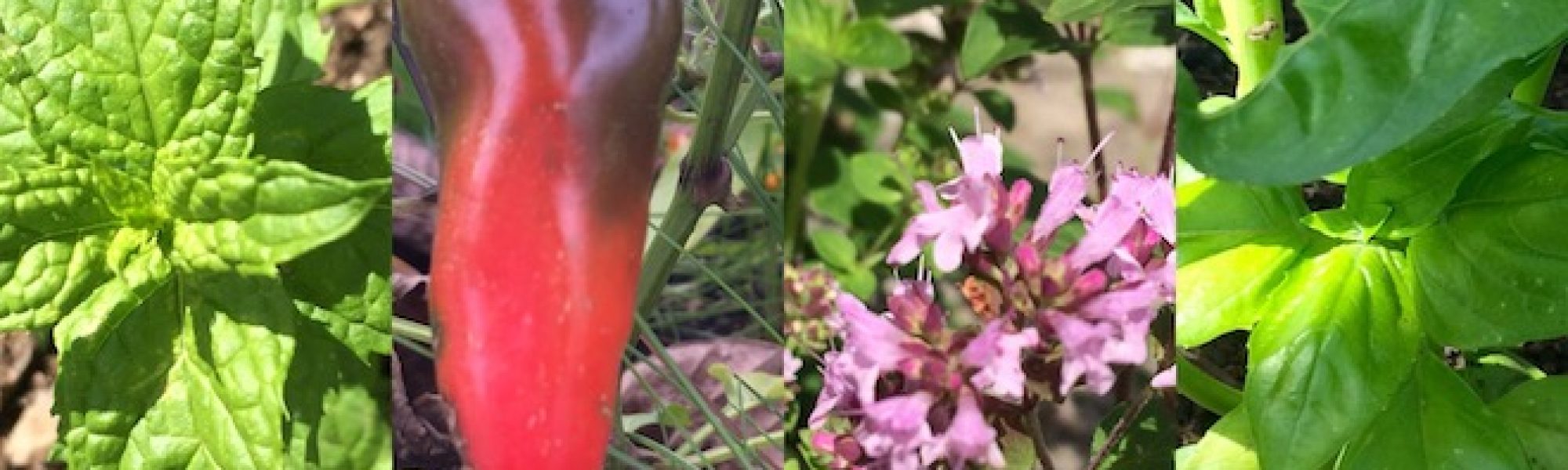 gruen-kraeuter-green-smoothie-zutaten