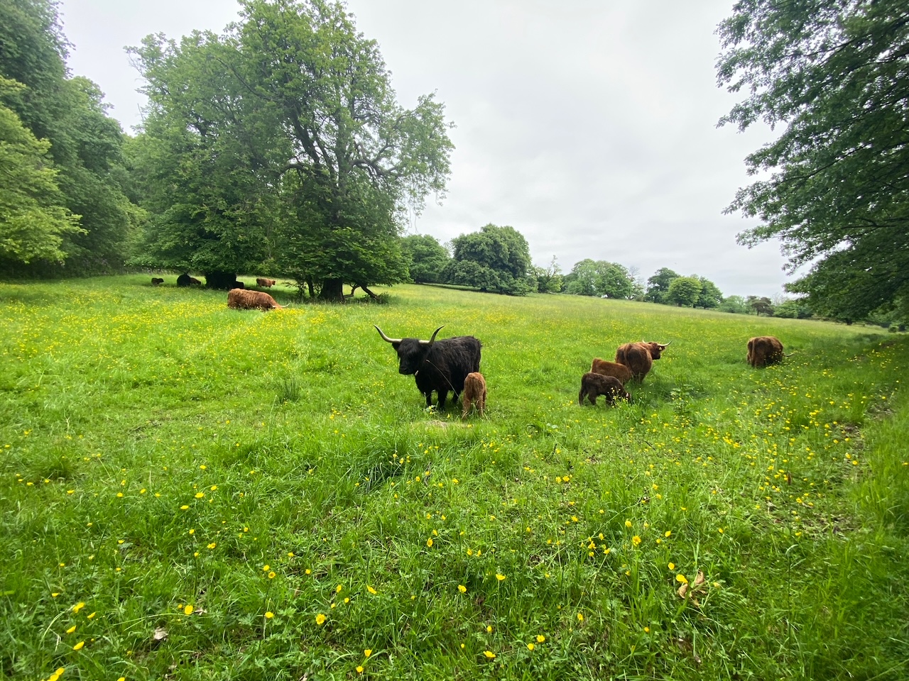 Schottische Hochlandrinder grasen auf einer Weide.